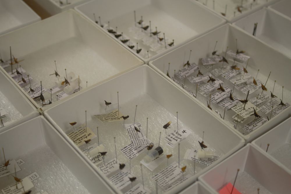 FOTO: La clasificación de insectos en la colección de la Javeriana.